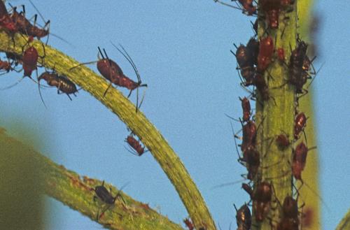 Aphids on Branch