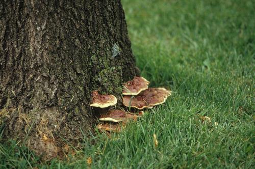 trees with mushrooms