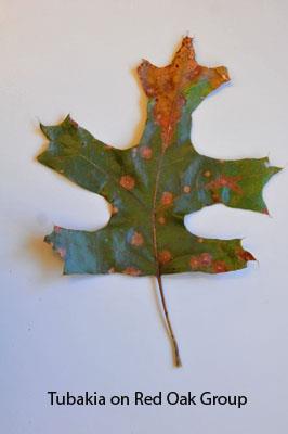 tubakia leaf spot